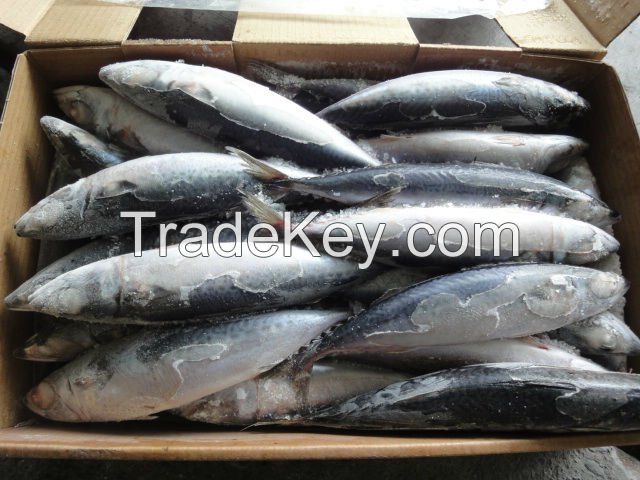 Frozen Horse Atlantic Mackerel Fish