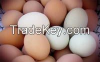 Farm Fresh White Eggs, Farm Fresh Brown Eggs, Chicken Eggs