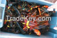 Live Dungeness Crab/Live Mud Crabs/Live Rock Lobsters