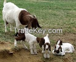 Sell ALive Boer Goats for Sale