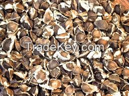 Moringa Oleifera Seed