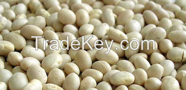 Selling WHITE BEANS