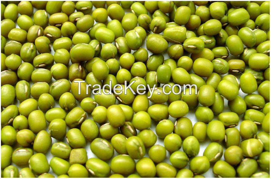 Exporting Green Mung Beans