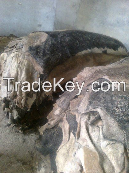 Wet Salted Cow Hides/Skin, Cow Heads and Animal Skins