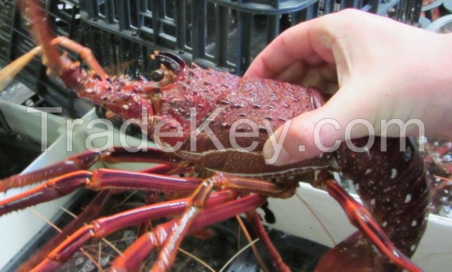 Live Australian Lobsters