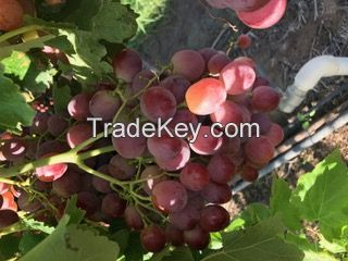 Fresh Grapes  Australian