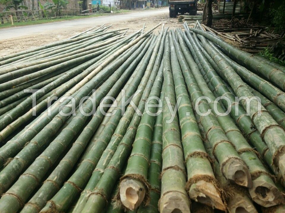 Bamboo poles, bamboo canes, dried yellow for agricultural and furniture