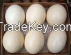 Ostrich Eggs