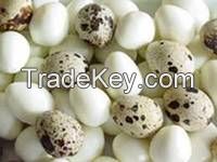 Fertile Parot Eggs