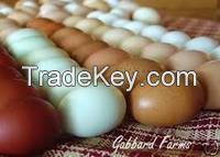 100 % Fresh Parrot Eggs, Ostrich Eggs, Chicken Eggs, Quail Eggs, Crocodile Eggs, Eagle Eggs