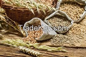 Barley , Wheat Bran