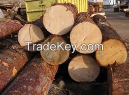 Spruce wood