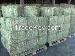 Quality Alfafa Hay for Animal Feeding Stuff Alfalfa / Alfalfa Hay / Alfalfa Hay