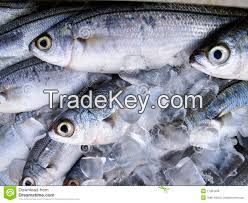 Fresh Frozen Mackerel Fish 200-300g