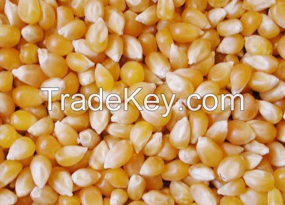 yellow corn