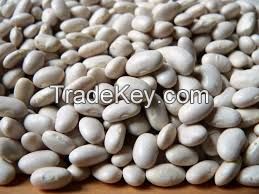 White Kidney Bean