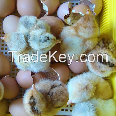 cheap price Broiler Hatching eggs(Cobb500 and Ross 308) Fertile Hatching Eggs.