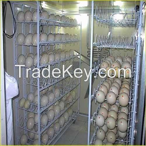 Best Quality Organic Fresh Chicken Table Eggs & Fertilized Hatching Eggs at affordable prices