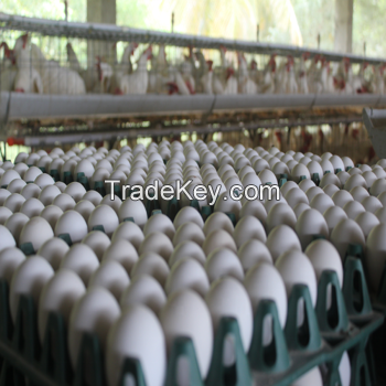 Fresh Table Chicken Egg Size 40g-50g-60g-65g-70g