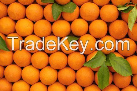 navel orange, valencia oranges