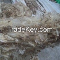 Greasy Sheep Wool