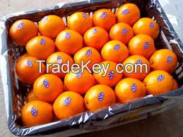 Fresh Navel oranges