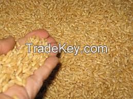 Durum wheat for sale