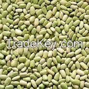 FLAGEOLET BEANS