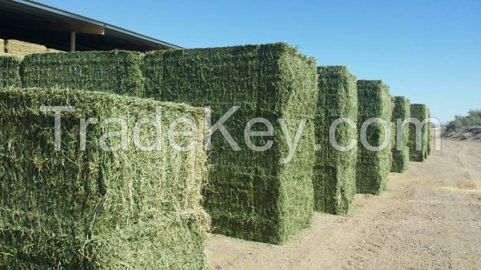 Best Quality Alfalfa Hay, Timothy Hay and Bermuda Hay Now in Stock