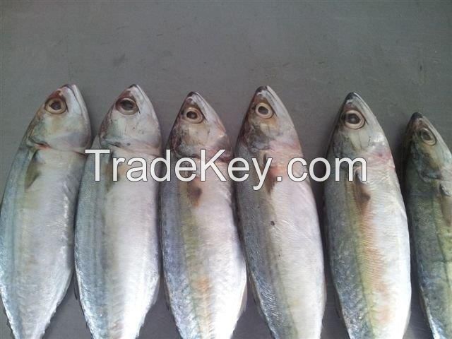 FROZEN INDIAN MACKEREL WHOLE ROUND