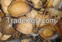 Abalone