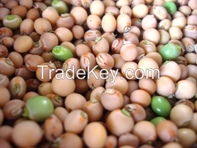 Pigeon pea