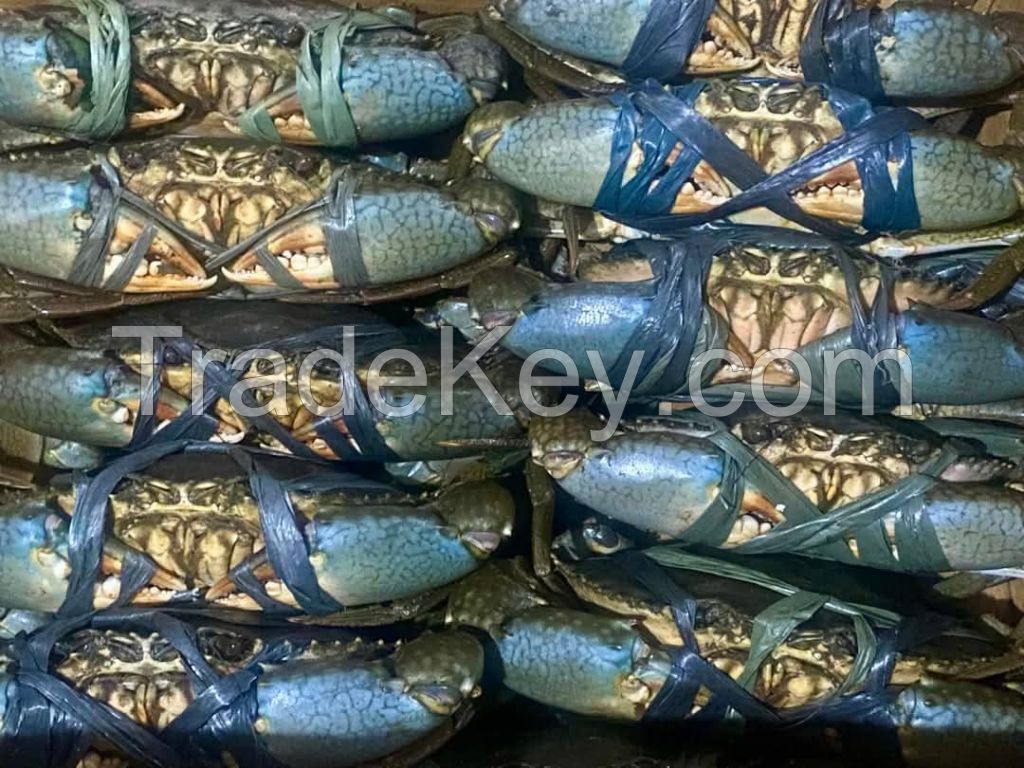 Live Mud Crab