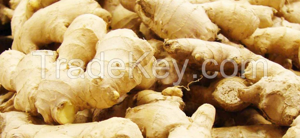 Fresh Ginger for sale