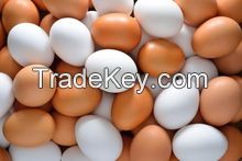 High Quality Organic Fresh Chicken Table Eggs & Fertilized Hatching Eggs at moderate prices