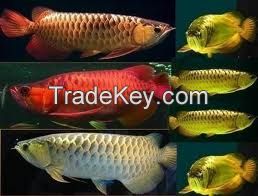 Blue Base Arowana Fish / Red Dragon Arowana Fish / Super Red Arowana Fish