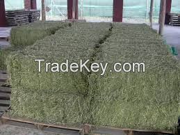 supply high quality Animal feed alfalfa meal/ alfalfa hay for sale