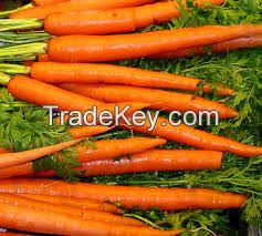 FRESH CARROTS / CARROTS