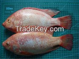 W/R Frozen Red Tilapia IQF WGS