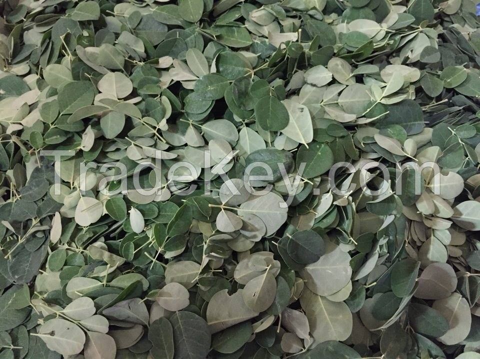 Moringa Leaves for sale