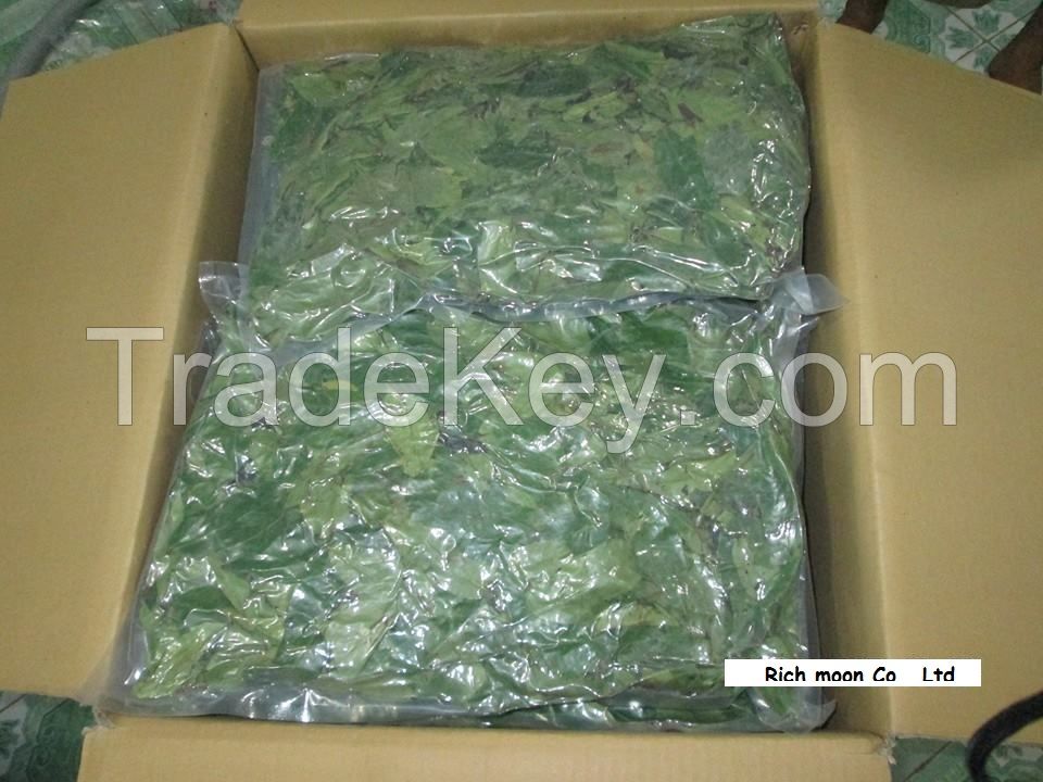 Dried Graviola Leaf/ Dried Soursop leaves, powder no pesticides from Vietnam supplier