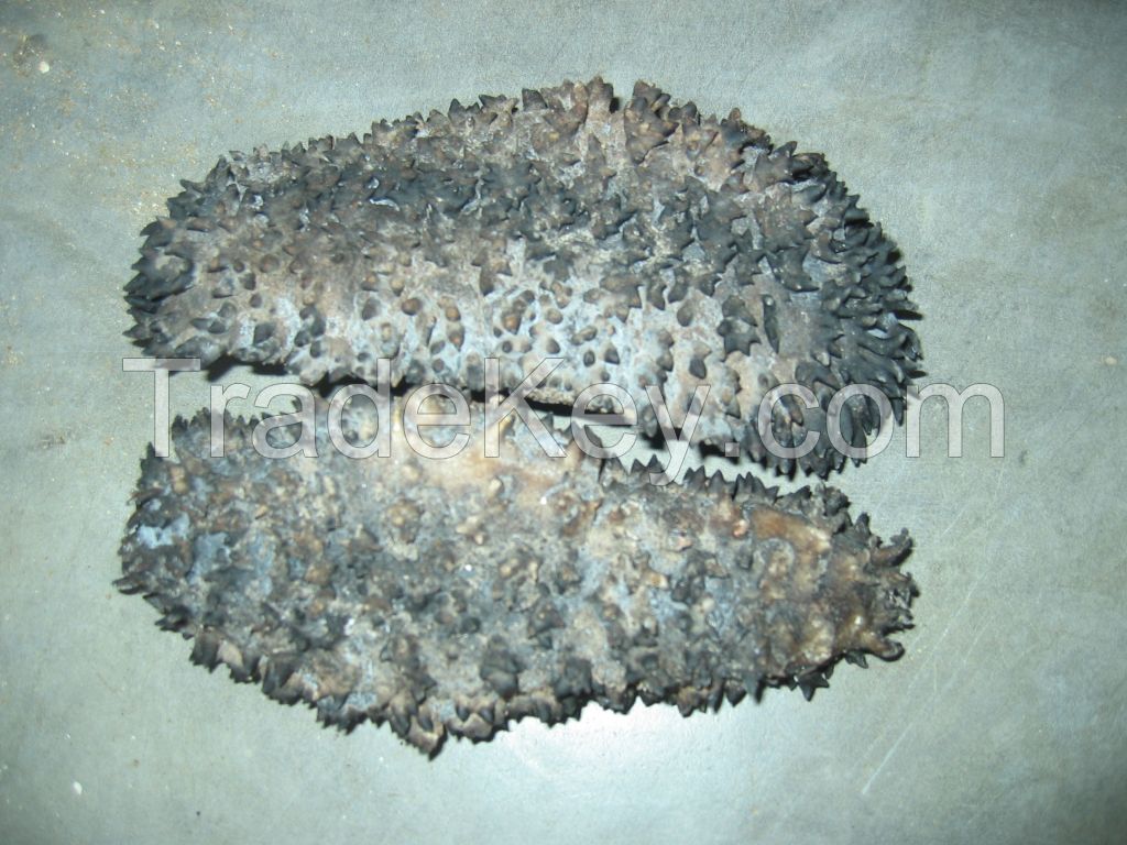 Sea Cucumber for sale