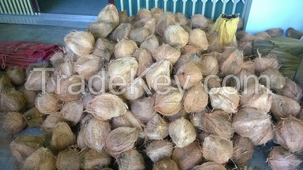 Fresh Semi husked matured Coconut, Semi Husked Coconuts