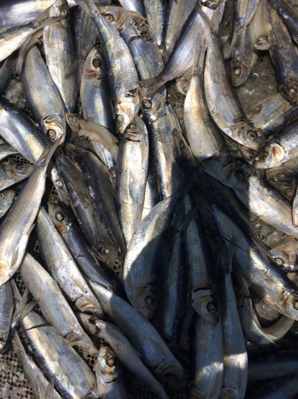 Herring For Sales With Competitive Price From Vietnam