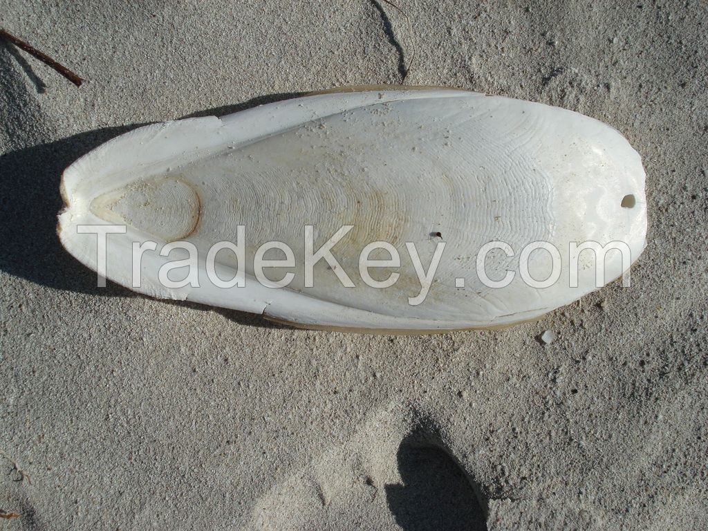 CUTTLEFISH BONE