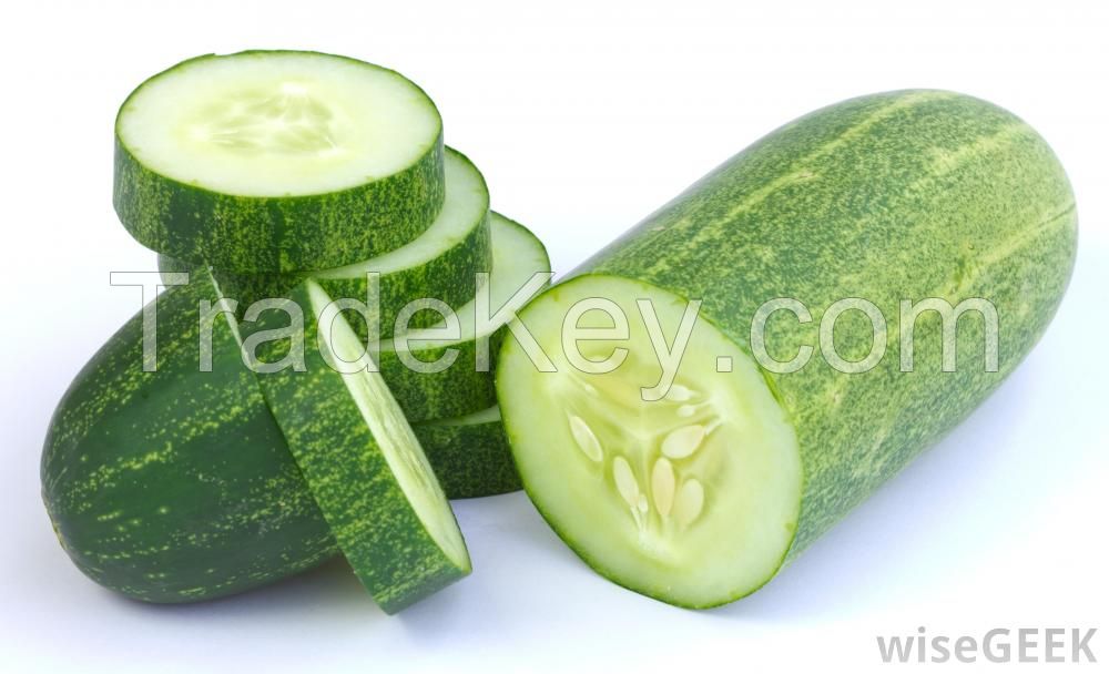 Fresh cucumbers are grown nature