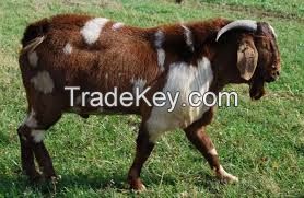 Boar Goat for sale