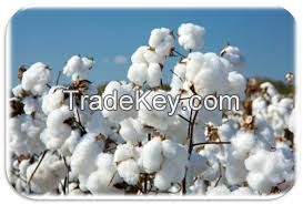 WE SELL AND EXPORT COTTON TO ANY PART OF THE WORLD