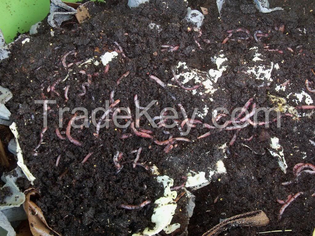 Top quality red worms and soil for a very cheap negotiable price.