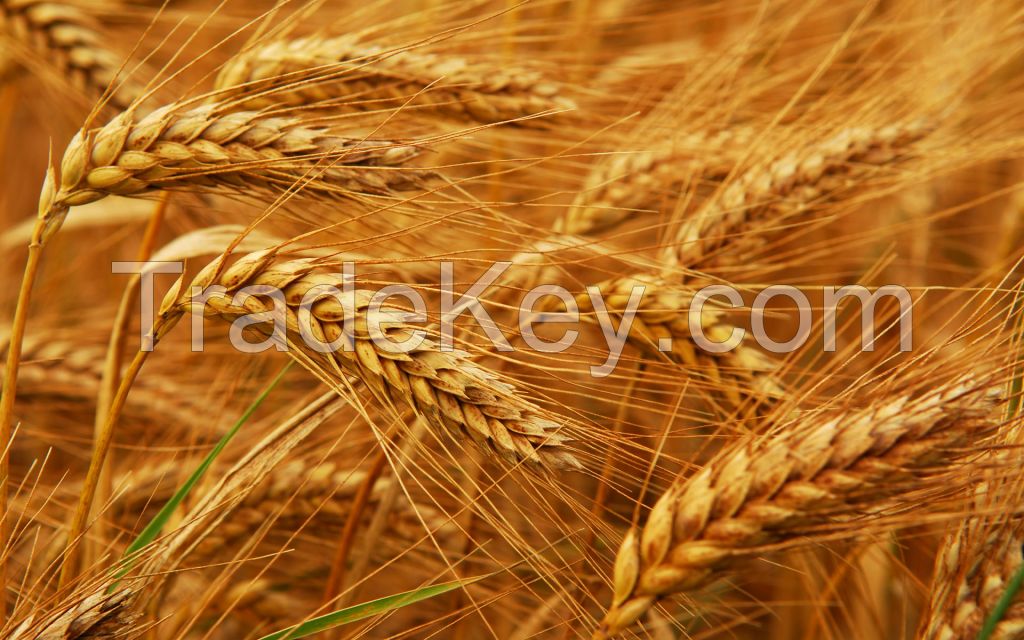 Export of Wheat from Ukraine
